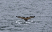 Caption Text